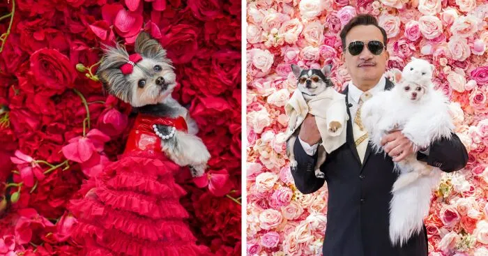 Pets In Recreated Outfits From The Met Gala By Anthony Rubio (18 Pics)