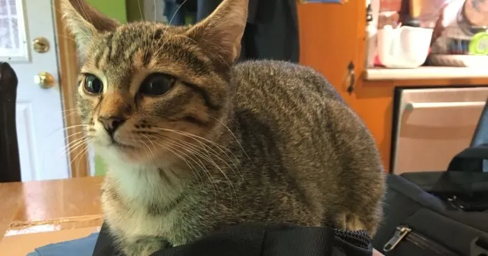 Hey Pandas, Post A Photo Of A Cat Loaf (Closed)