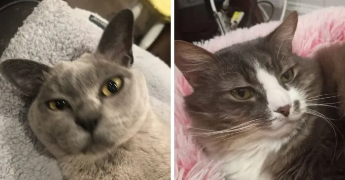 Hey Pandas, Post The Funniest Selfie Of One Of Your Pets