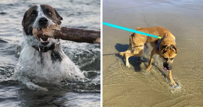 Hey Pandas, Show Us Your Pets Playing In The Water (Closed)