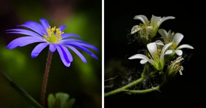 Here Are 10 Tips For Enchanting Flower Photography That I've Found