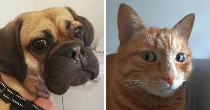 Hey Pandas, Share The Funniest Picture Of Your Pet (Closed)