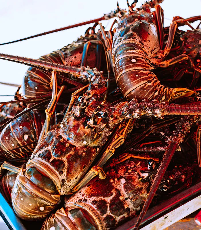 Lobsters Were Once Used As Fertilizer In The USA