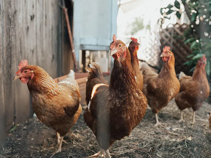 Several brown chickens in a coop, part of interesting food history facts.