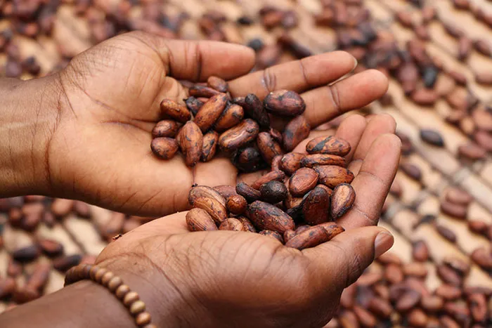 Aztec Communities Used Cocoa Beans As Currency