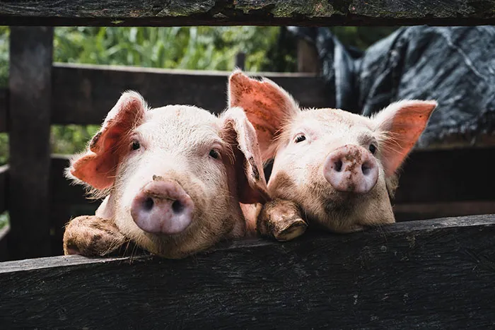 Two young pigs peeking over a wooden fence, illustrating food history facts.