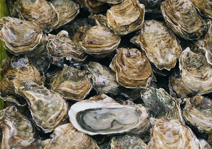 A pile of fresh oysters, with one open, revealing the food history facts of seafood.