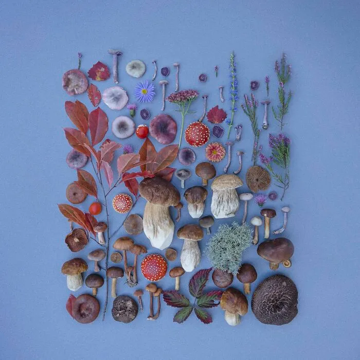 I Create Mushroom Flatlays, And Here Are My 40 Best Photographs Of Them