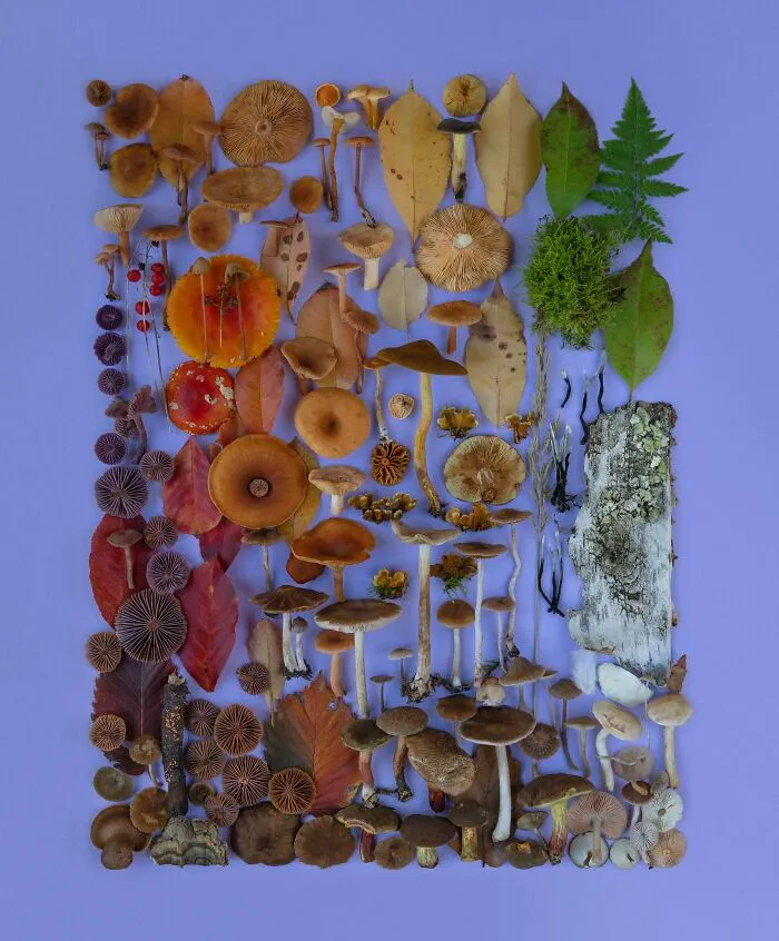 I Create Mushroom Flatlays, And Here Are My 40 Best Photographs Of Them