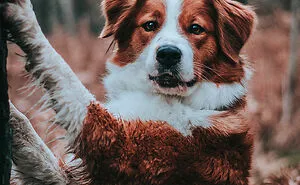 Pet Insurance Worker Shares The Absolute Best Names She's Ever Seen