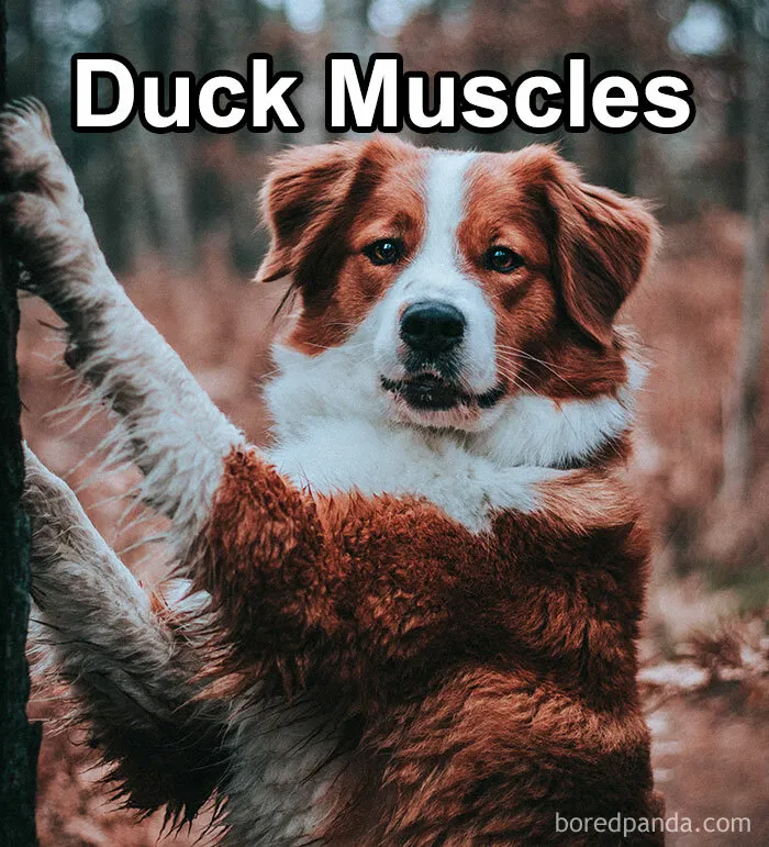 Funny-Weird-Pet-Names