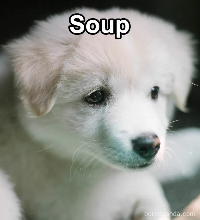 Pet Insurance Worker Shares The Absolute Best Names She's Ever Seen