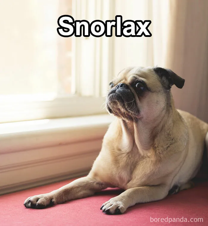 Pet Insurance Worker Shares The Absolute Best Names She's Ever Seen