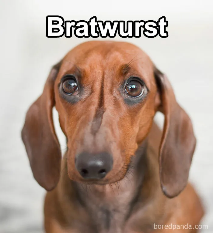 Pet Insurance Worker Shares The Absolute Best Names She's Ever Seen