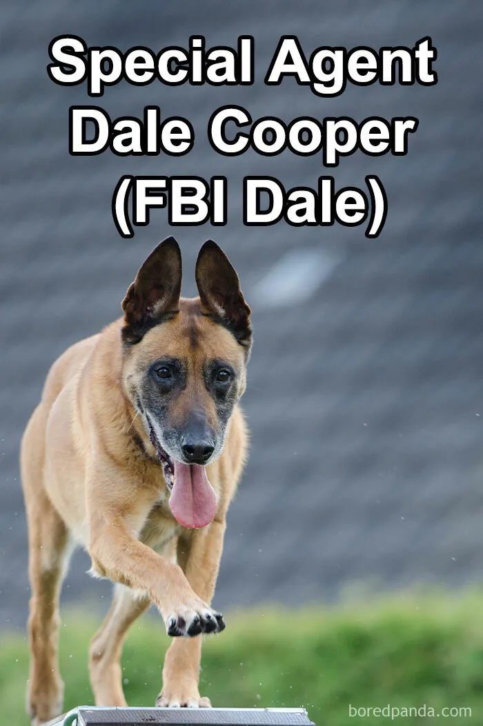 Pet Insurance Worker Shares The Absolute Best Names She's Ever Seen