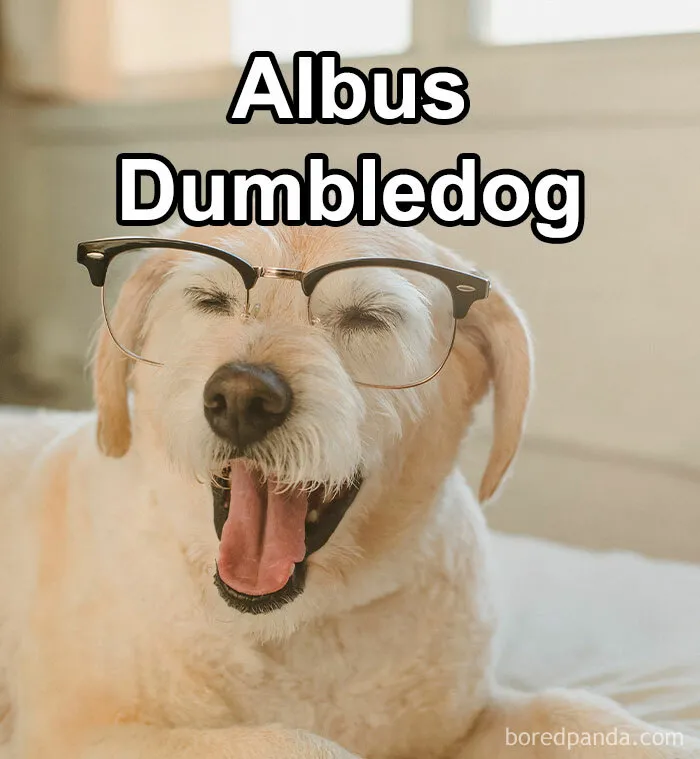 Pet Insurance Worker Shares The Absolute Best Names She's Ever Seen