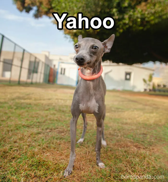 Pet Insurance Worker Shares The Absolute Best Names She's Ever Seen