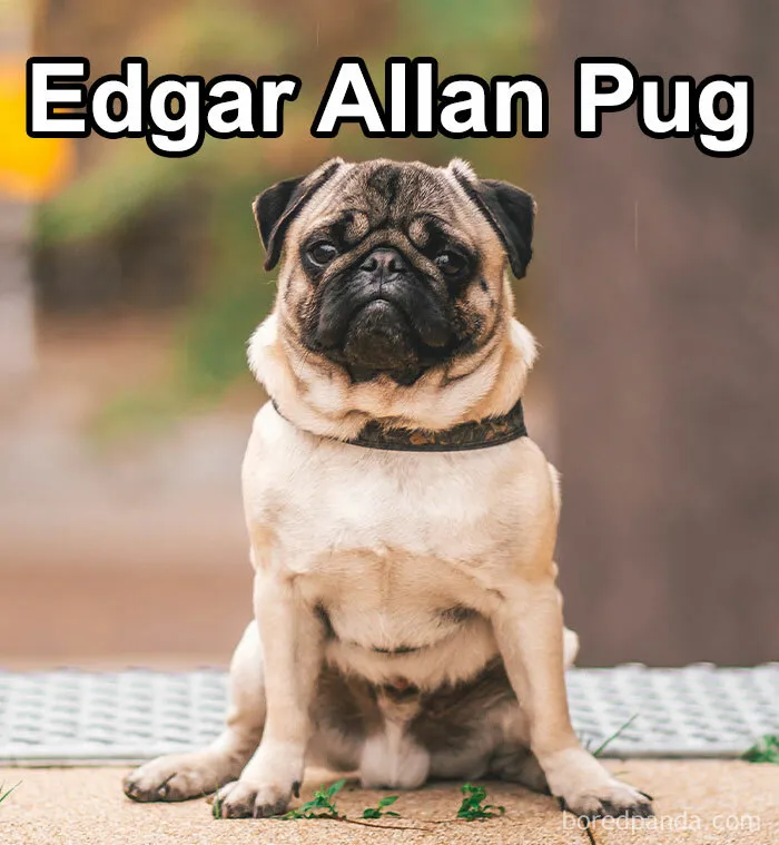 Pet Insurance Worker Shares The Absolute Best Names She's Ever Seen