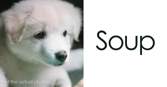 Pet Insurance Worker Shares The Absolute Best Names She's Ever Seen