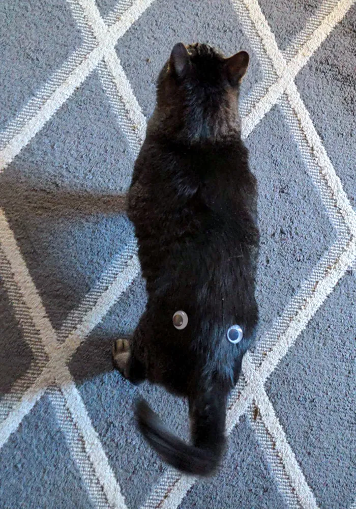 Al parecer, esto es lo que mi marido le hace a nuestro gato cuando no estoy en casa