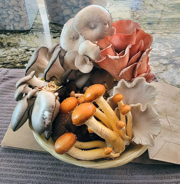My Husband Got Me A Bouquet Of Mushrooms For Mother's Day