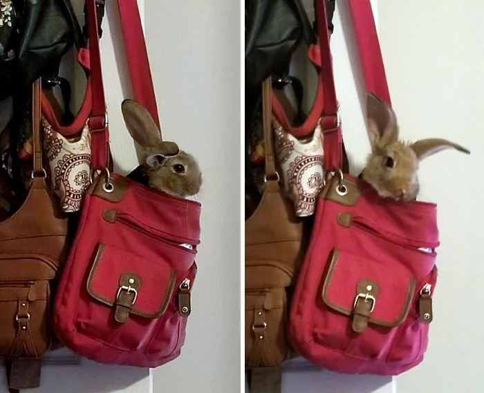 When You Let The Husband Take Care Of The Rabbit