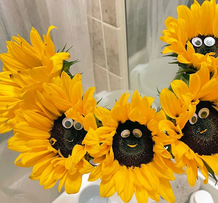 Mi marido arregló a mis girasoles