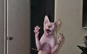 50 Times Pets Unintentionally Sent Their Owners Into Panic Mode (New Pics)
