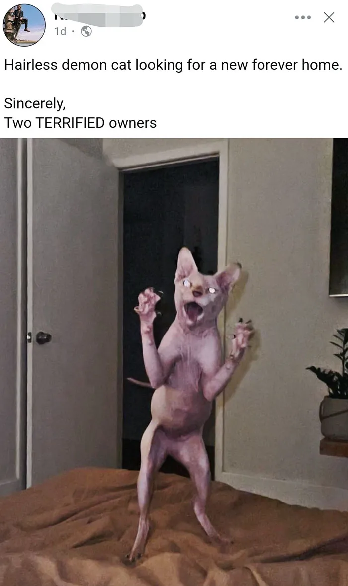 Why Even Own A Hairless Cat?