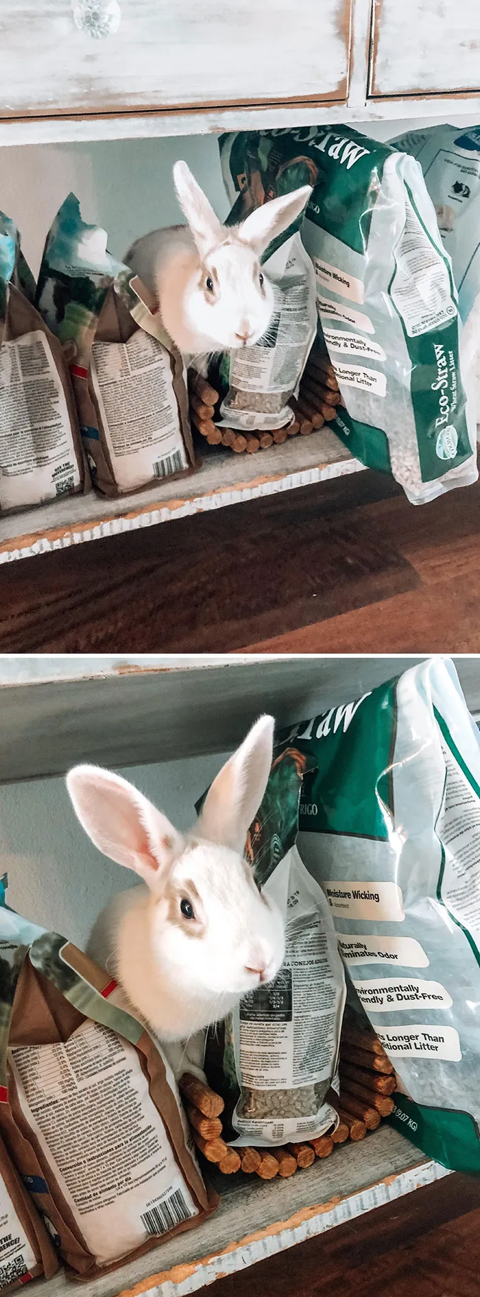 Got Stuck On Our Shelf Today Trying To Rip The Bag Of Guinea Pig Food Open
