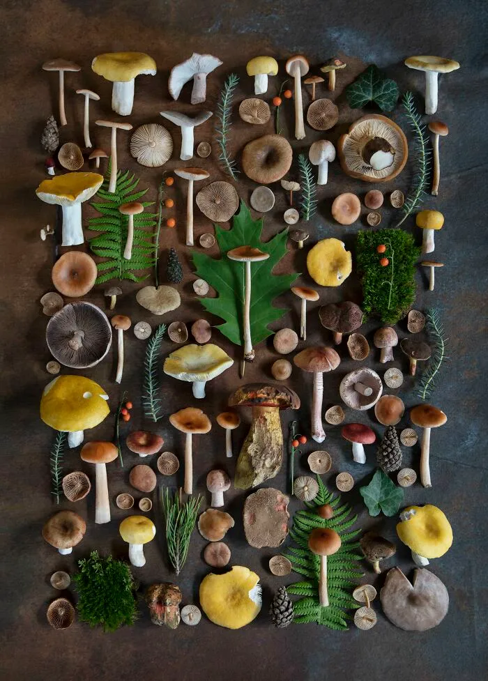 I Create Mushroom Flatlays, And Here Are My 40 Best Photographs Of Them