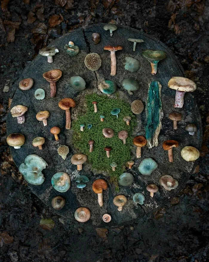 I Create Mushroom Flatlays, And Here Are My 40 Best Photographs Of Them
