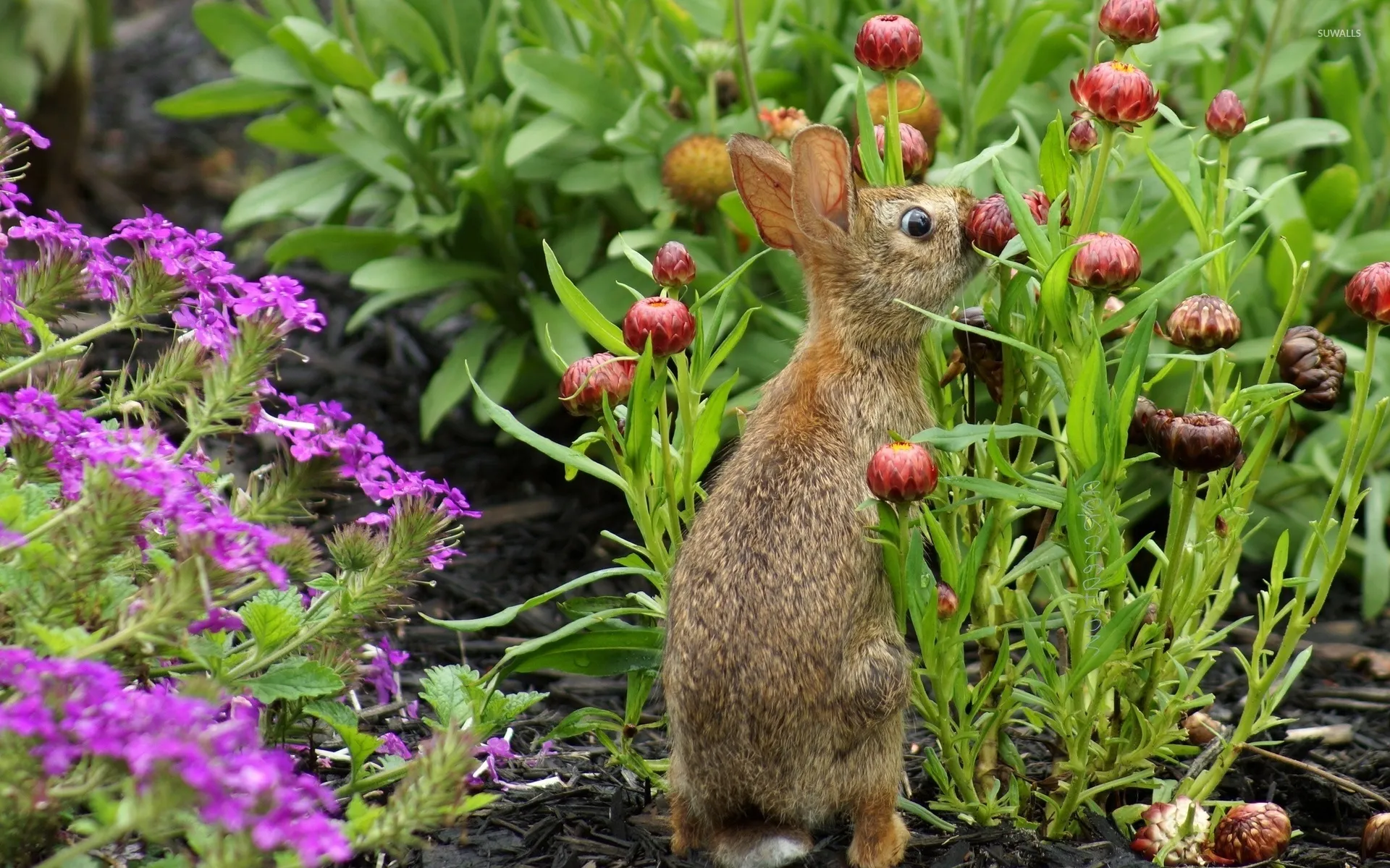 Here Are 11 Animals Sniffing Flowers To Help Brighten Your Day