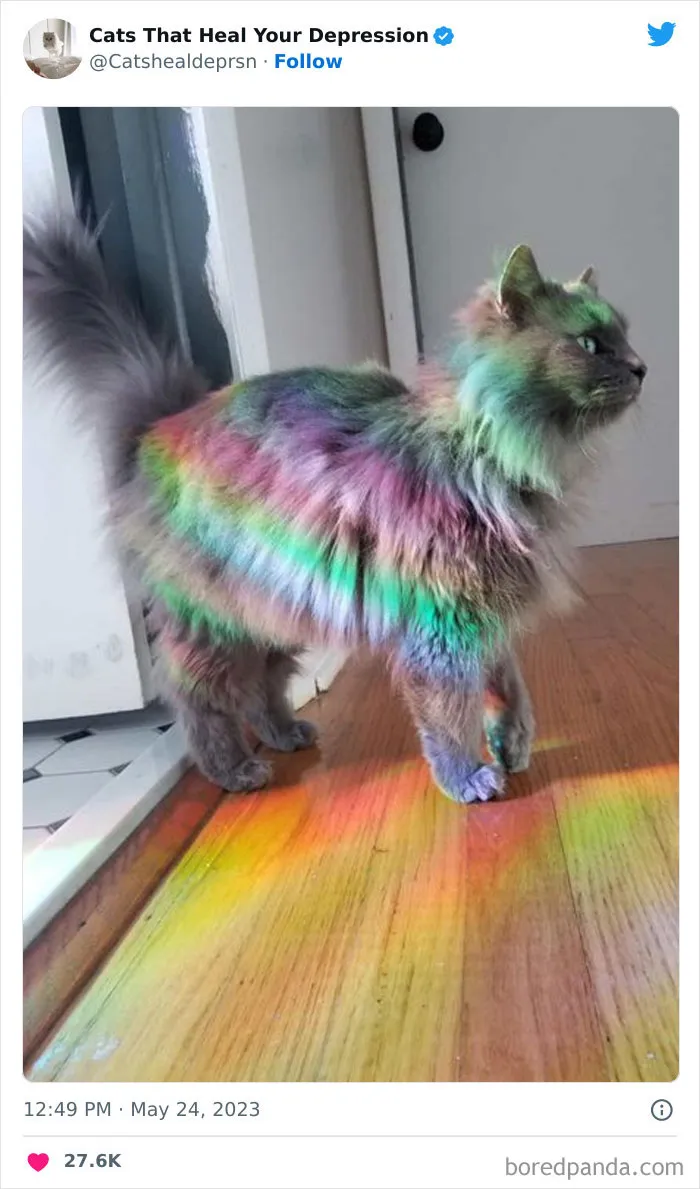 45 Adorables fotos de "gatitos que curan tu depresión", y realmente funcionan