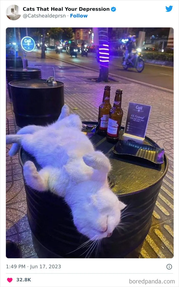 45 Adorables fotos de "gatitos que curan tu depresión", y realmente funcionan