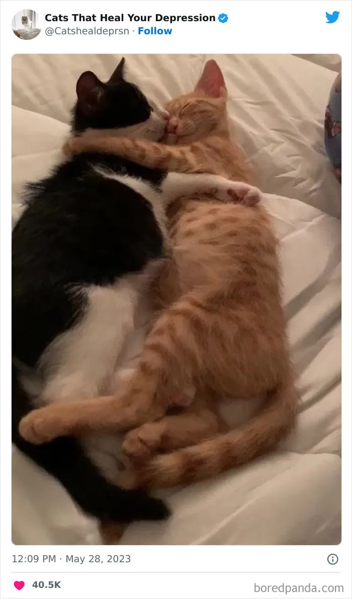 45 Adorables fotos de "gatitos que curan tu depresión", y realmente funcionan