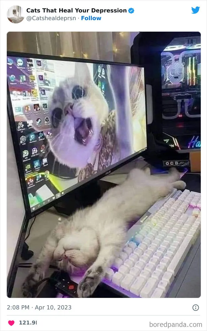 45 Adorables fotos de "gatitos que curan tu depresión", y realmente funcionan