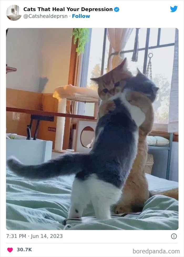 45 Adorables fotos de "gatitos que curan tu depresión", y realmente funcionan