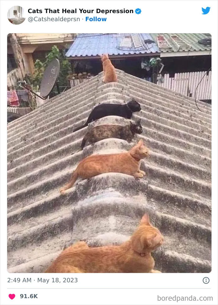 45 Adorables fotos de "gatitos que curan tu depresión", y realmente funcionan
