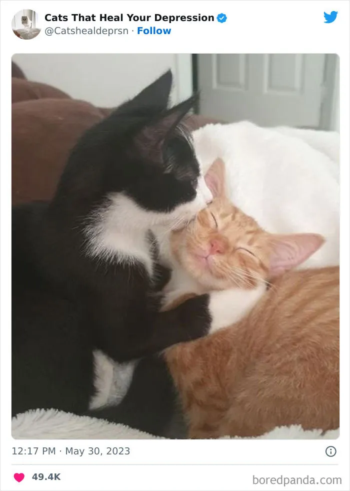 "Cats That Heal Your Depression": 50 Pics Of Adorable Felines Who Don't Even Know What Power They Hold