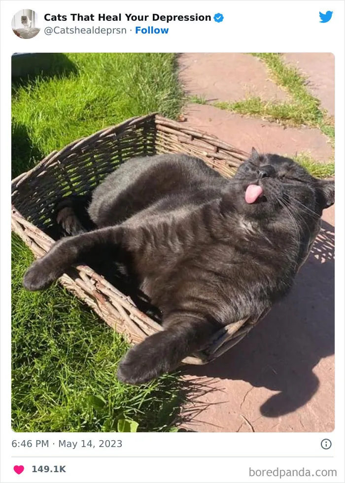 45 Adorables fotos de "gatitos que curan tu depresión", y realmente funcionan