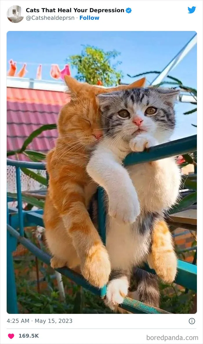 45 Adorables fotos de "gatitos que curan tu depresión", y realmente funcionan