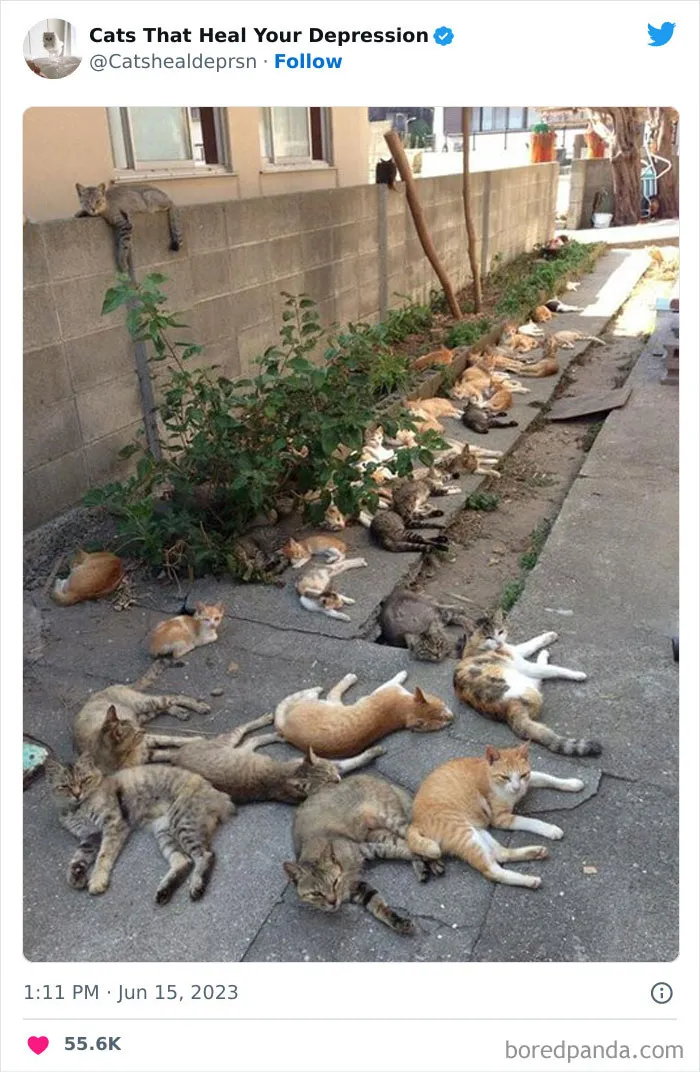 45 Adorables fotos de "gatitos que curan tu depresión", y realmente funcionan