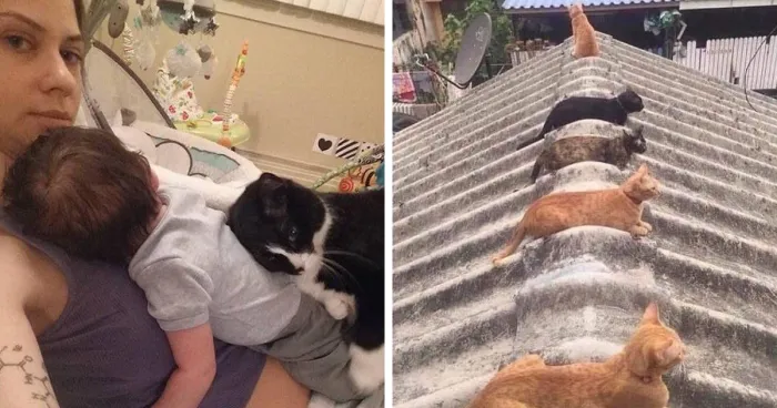 "Cats That Heal Your Depression": 50 Pics Of Adorable Felines Who Don't Even Know What Power They Hold