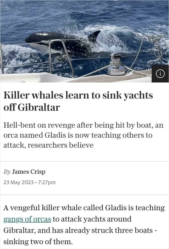 Gladis The Orca