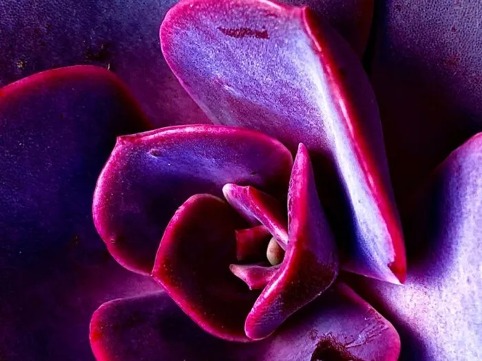 Succulent