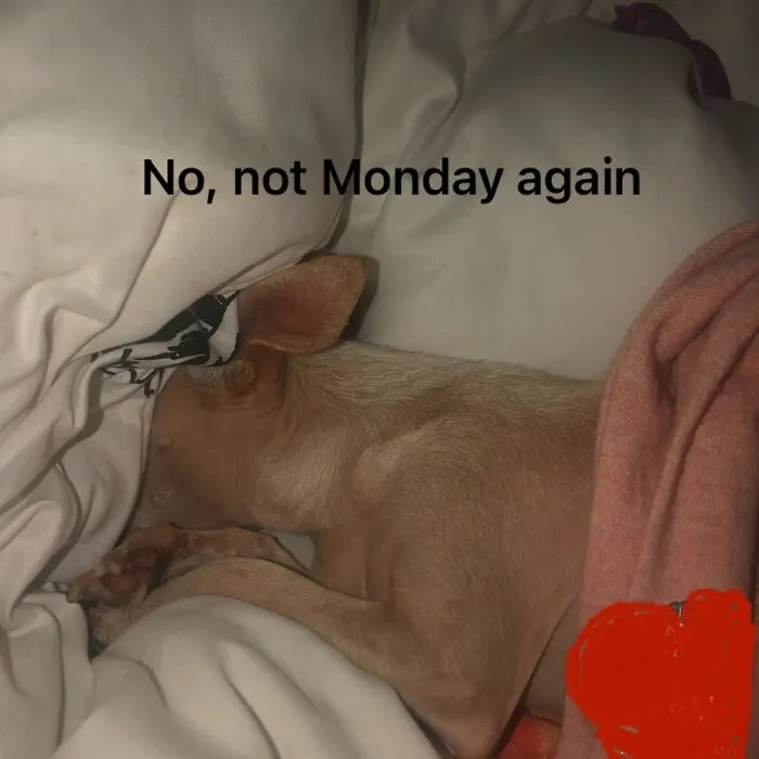 Found Sweet Mia Like This One Monday Morning And She Looked Like How I Felt