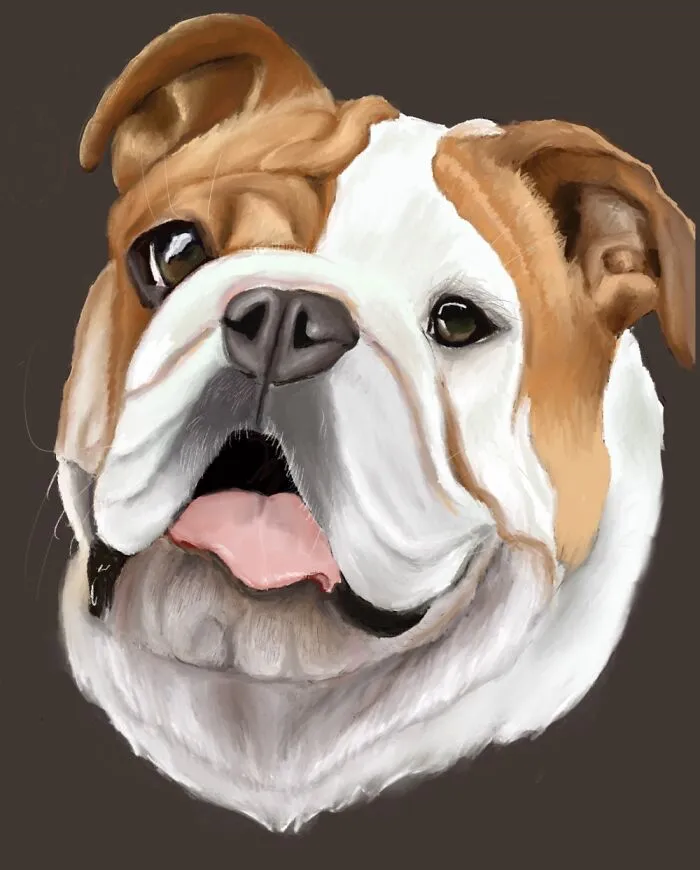 Brian The Bulldog.  Digital Portrait Made On An iPad