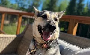 Hey Pandas, Post The Funniest Selfie Of One Of Your Pets