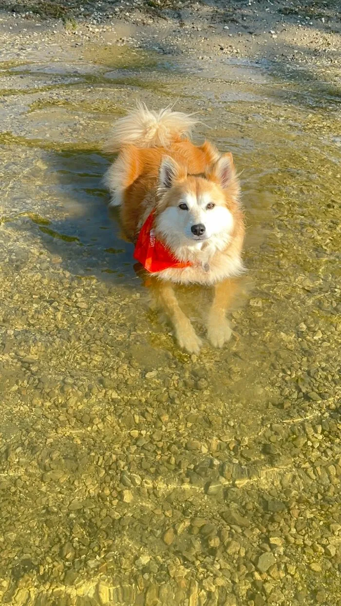 Ginger, 11